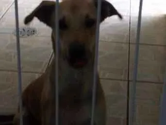 Cachorro ra a srd idade 1 ano nome Fofucho