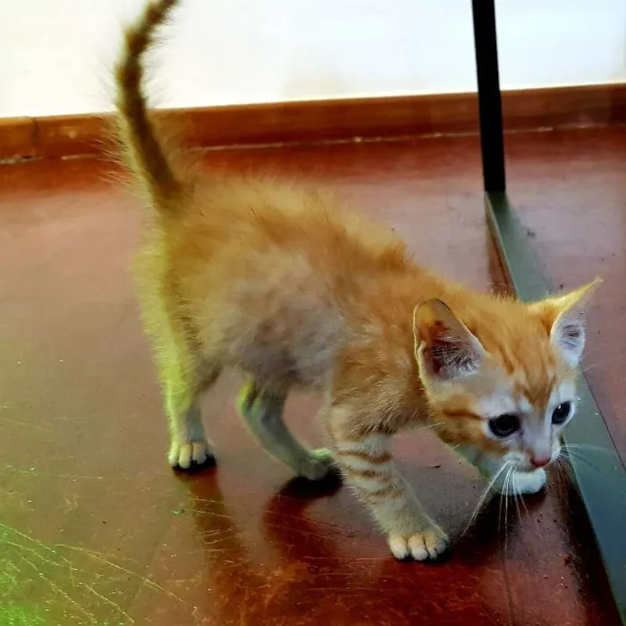 Gato ra a misturado idade Abaixo de 2 meses nome pantera