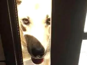 Cachorro raça srd idade 1 ano nome Fofucho