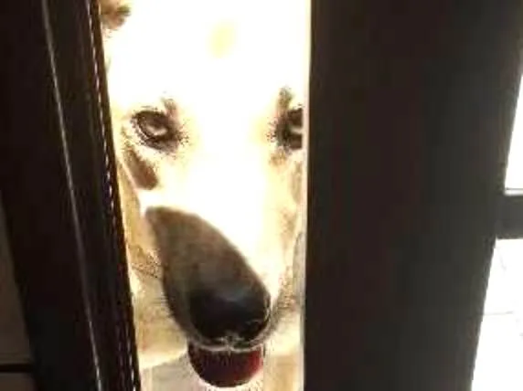 Cachorro ra a srd idade 1 ano nome Fofucho