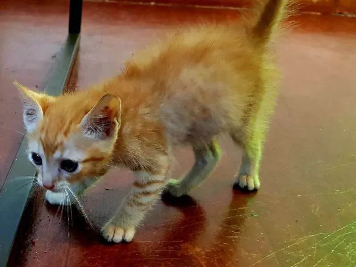 Gato ra a misturado idade Abaixo de 2 meses nome pantera