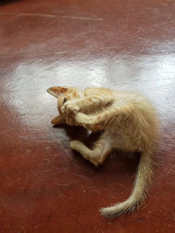Gato ra a misturado idade Abaixo de 2 meses nome pantera