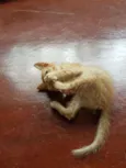 pantera