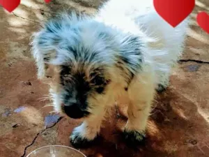 Cachorro raça Misturada idade 2 a 6 meses nome Ritinha