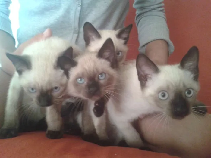 Gato ra a Siamês idade 2 a 6 meses nome não tem