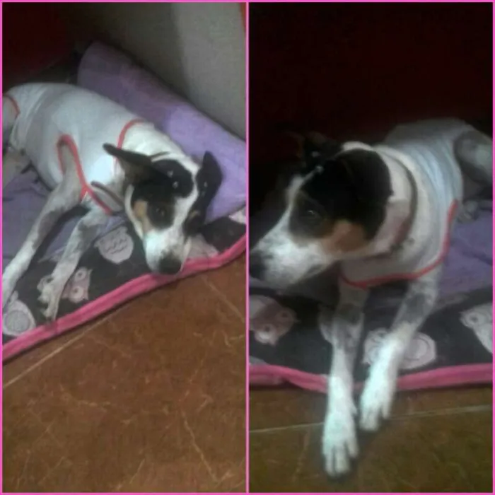 Cachorro raça SRD idade 2 anos nome Lady