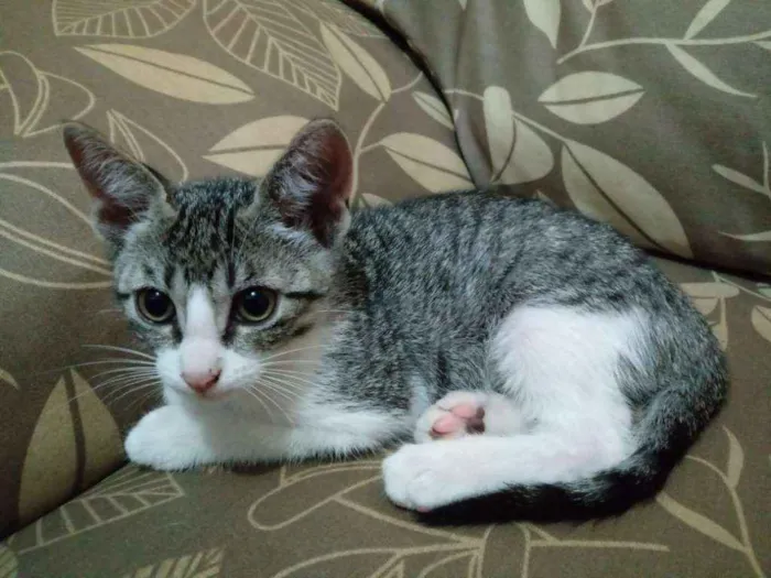 Gato raça sem Raça idade 1 ano nome Tigresa , Tigrão  