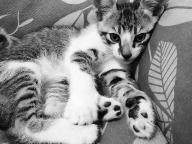 Gato raça sem Raça idade 1 ano nome Tigresa , Tigrão  