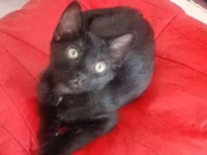 Gato raça indefinido  idade 2 a 6 meses nome indefinido