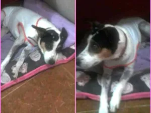 Cachorro raça SRD idade 2 anos nome Lady