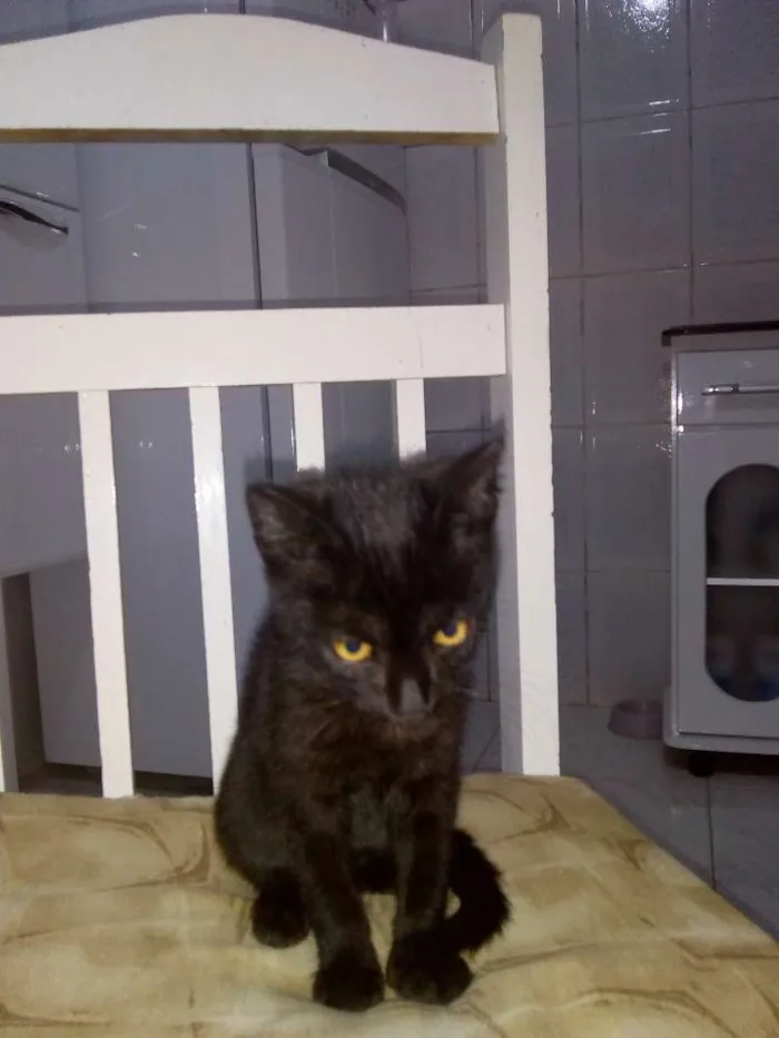Gato ra a Srd idade 2 a 6 meses nome Sem nome