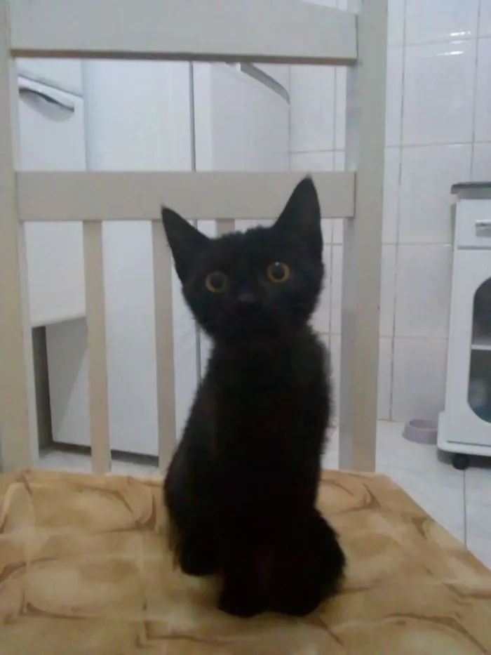 Gato ra a Srd idade 2 a 6 meses nome Sem nome