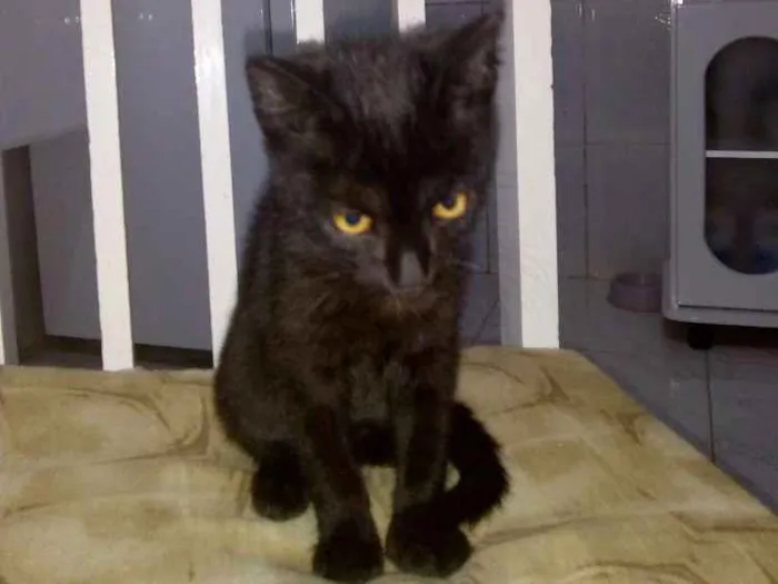 Gato ra a Srd idade 2 a 6 meses nome Sem nome