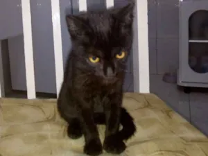 Gato raça Srd idade 2 a 6 meses nome Sem nome