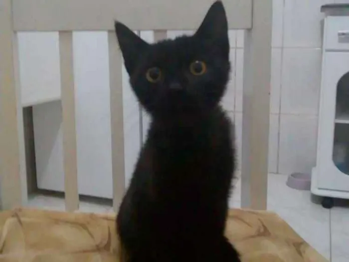 Gato ra a Srd idade 2 a 6 meses nome Sem nome