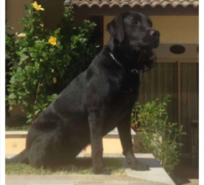 Cachorro ra a Labrador idade 4 anos nome Nannah