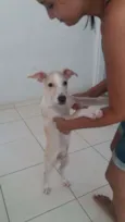 Pudim