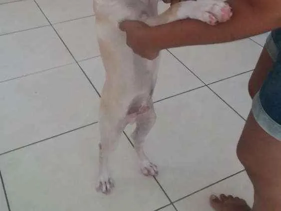 Cachorro raça Misturado idade 2 a 6 meses nome Pudim