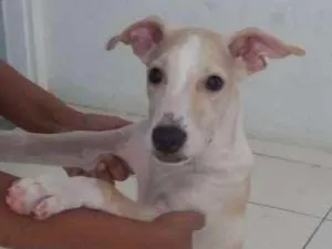Cachorro raça Misturado idade 2 a 6 meses nome Pudim