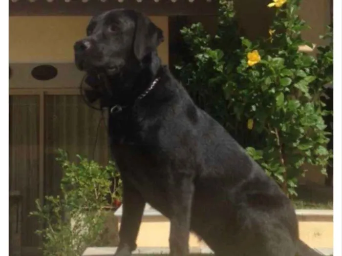 Cachorro ra a Labrador idade 4 anos nome Nannah