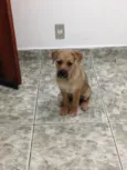 Bafinho