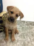 Bafinho