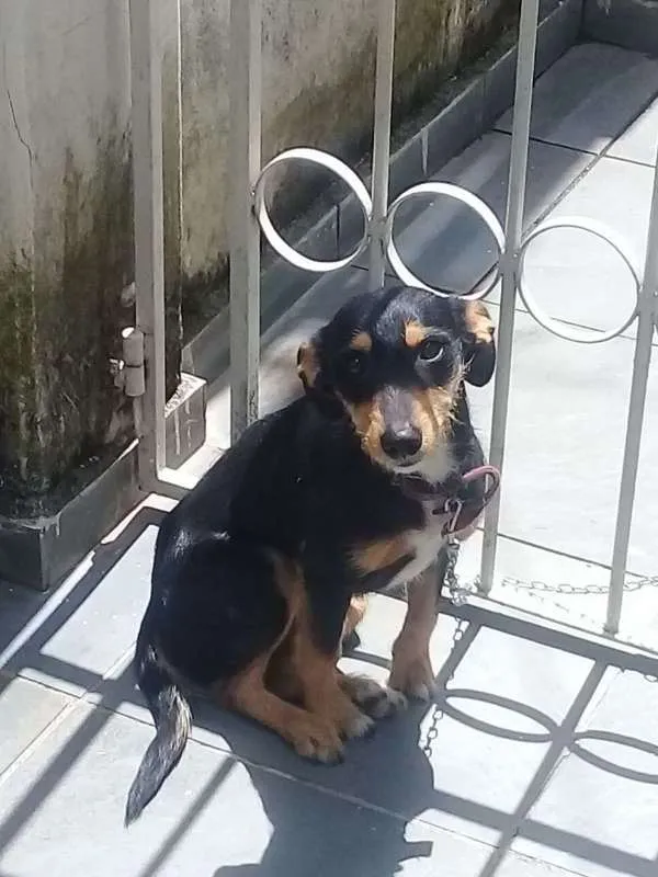 Cachorro ra a Vira-lata idade 1 ano nome Lana