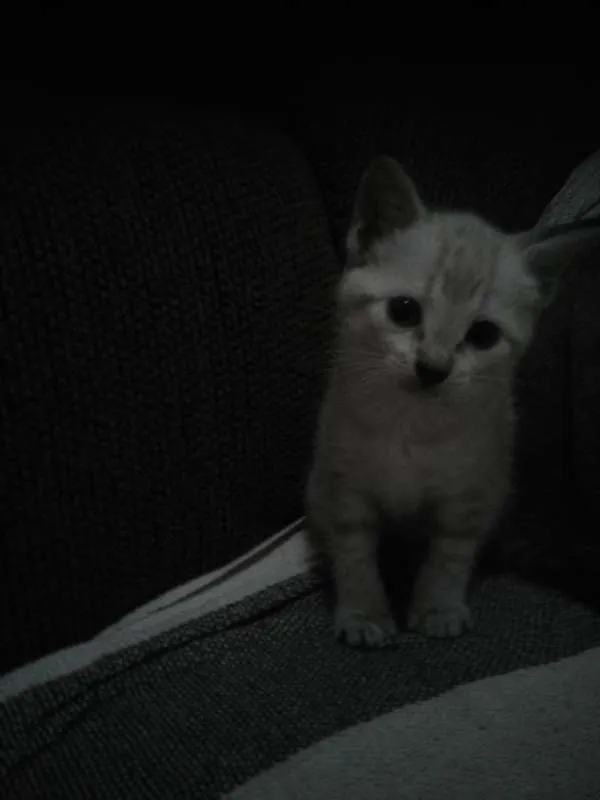 Gato ra a indefinida idade Abaixo de 2 meses nome Lili