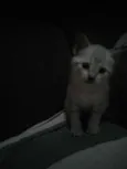 Lili