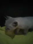 Lili