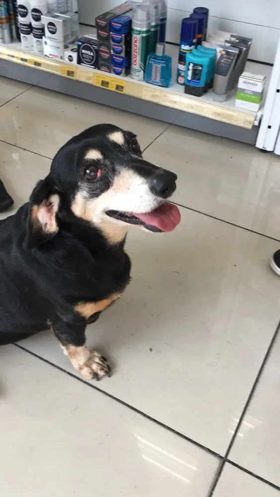 Cachorro ra a Dachshund (salsinha) idade 6 ou mais anos nome Não tem 