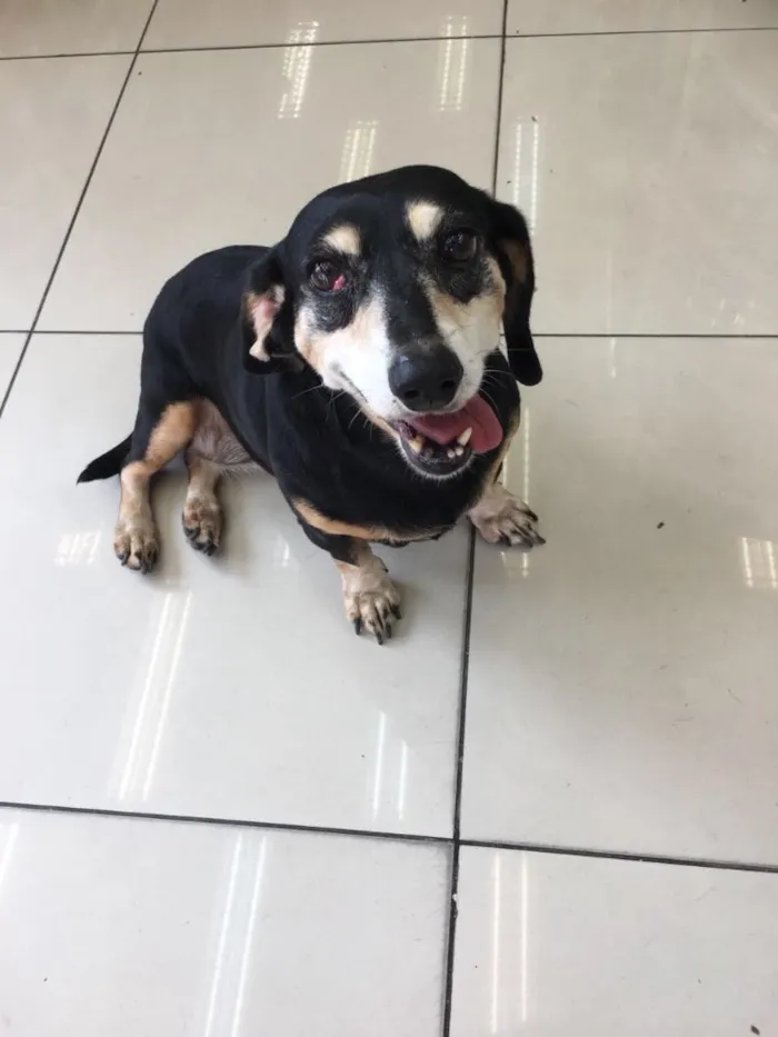 Cachorro ra a Dachshund (salsinha) idade 6 ou mais anos nome Não tem 