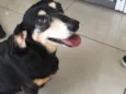 Não tem 