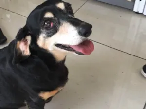 Cachorro raça Dachshund (salsinha) idade 6 ou mais anos nome Não tem 
