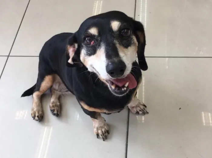 Cachorro ra a Dachshund (salsinha) idade 6 ou mais anos nome Não tem 