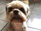 Cachorro raça Shitzu idade 3 anos nome bicoito