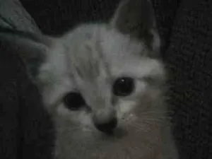 Gato raça indefinida idade Abaixo de 2 meses nome Lili