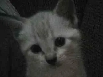 Gato ra a indefinida idade Abaixo de 2 meses nome Lili