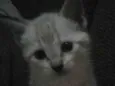 Lili