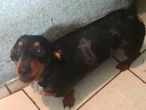 Cachorro raça Twikel  idade 3 anos nome Nego 