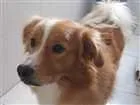 Cachorro raça Golden misrurado idade 1 ano nome Pipoca
