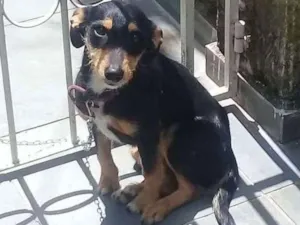 Cachorro raça Vira-lata idade 1 ano nome Lana
