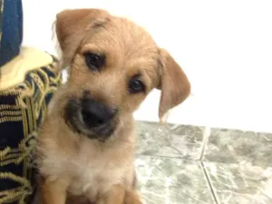 Cachorro raça Vira lata  idade 2 a 6 meses nome Bafinho