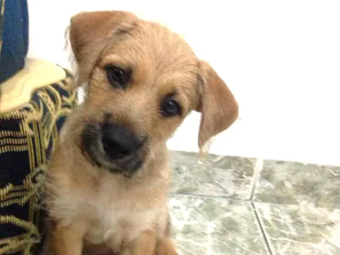 Cachorro ra a Vira lata  idade 2 a 6 meses nome Bafinho