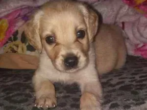 Cachorro raça labrador com viralata  idade 2 a 6 meses nome bambi 