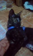 Mescli
