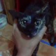 Mescli