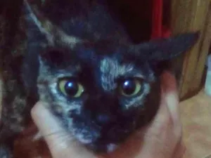 Gato raça SRD idade 2 a 6 meses nome Mescli