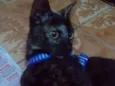 Mescli