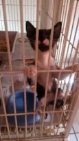 Gatinho